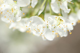 Fototapeta Kwiaty - plum flower in spring