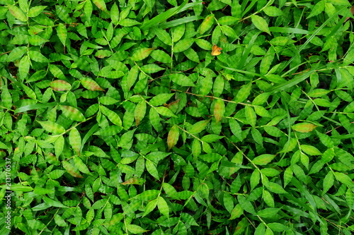 Grass Background Fresh Lawn Grass Texture Perfect Green Grass Carpet Grass Backdrop For Your Design Buy This Stock Photo And Explore Similar Images At Adobe Stock Adobe Stock Grass Background Fresh Lawn Grass Texture Perfect Green Grass Carpet Grass Backdrop For Your Design Buy This Stock Photo And Explore Similar Images At Adobe Stock Adobe Stock