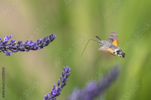 Fotografie, Obraz Taubenschwänzchen bei Nektarsuche an Lavendel