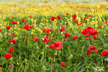 Poppy Field Red And Yellow