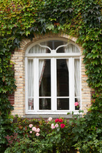 Cottage Window With Ivy