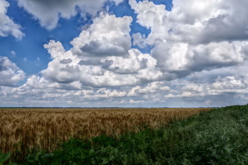 field of wheat and cloudy sky