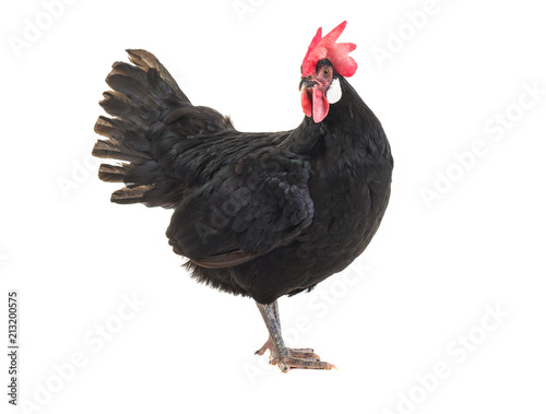 Plakat czarna kura