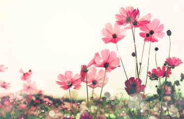 Wall Mural - cosmos flower with bokeh at sunrise morning.