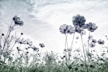 Wall Mural - cosmos flower on pastel tone color style for background.