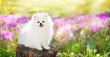 Wide Picture Of A White Pomeranian Spitz At The Blooming Meadow