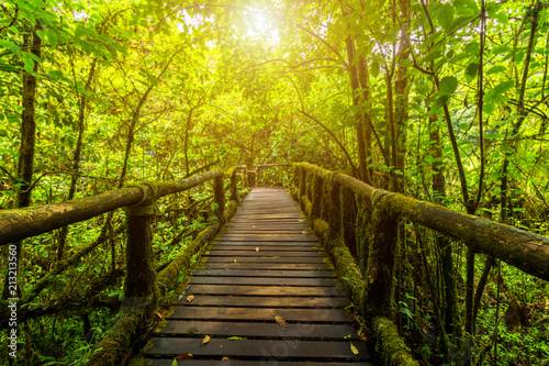 Obrazy most w dżungli  rozmycie-tla-szlaku-angkha-nature-trail-w-parku-narodowym-doi-inthanon-tajlandia
