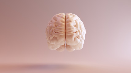 Wall Mural - Human brain Anatomical Model 3d illustration