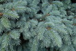 © Anna - Fresh blue foliage of Picea pungens in spring (background)