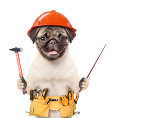 Funny puppy in hard hat with hammer,  tool belt  pointing away. Isolated on white background