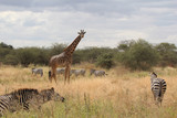 Fototapeta Sawanna - Giraffe und Zebras