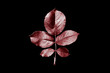 red rose branch on black background,leaf isolated on black background