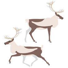 Vector Illustration Of Standing And Running Caribou Isolated On White Background