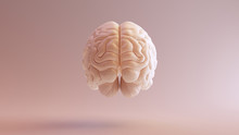Human Brain Free Stock Photo Public Domain Pictures