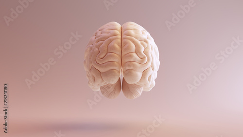 Fotografía Human brain Anatomical Model 3d illustration