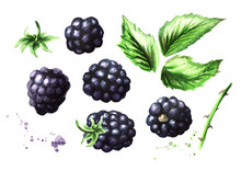 Ripe Blackberries And Green Leaves Set. Watercolor Hand Drawn Illustration, Isolated On White Background