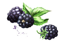 Ripe Blackberries With Green Leaves. Watercolor Hand Drawn Illustration, Isolated On White Background