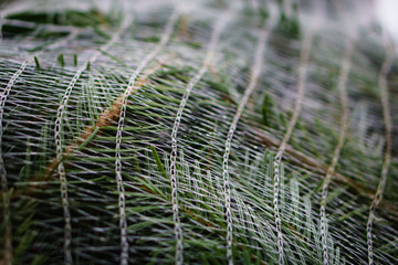 Christmas Tree harvest