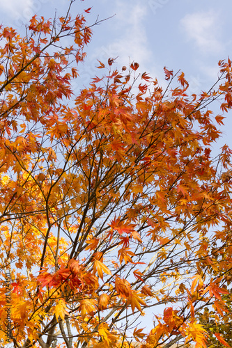 宮城県 長老湖の紅葉 Autumn Leaves In Chourouko Lake Buy This Stock Photo And Explore Similar Images At Adobe Stock Adobe Stock 宮城県 長老湖の紅葉 Autumn Leaves In Chourouko Lake Buy This Stock Photo And Explore Similar Images At Adobe Stock Adobe Stock