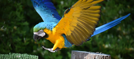 Wall Mural - guacamayo