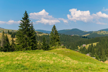 Wall Mural - Forest glade with tall lush pine trees amidst huge green mountains