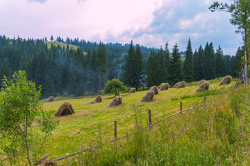 Wall Mural - A field with many haystacks that dry out in the sun