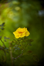 Beautiful Yellow Rose Bush Yellow Rose