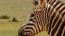 Close Up Of A Zebra Standing Next To You