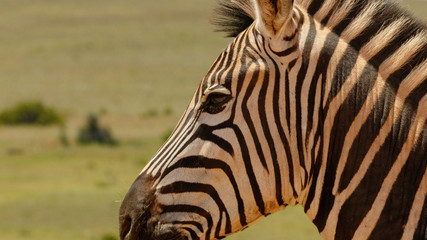 Wall Mural - Close up of a Zebra standing next to you