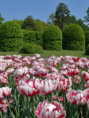 rugged flower bed of white tulips with red stripes in the park on the background of decorative trimmed trees