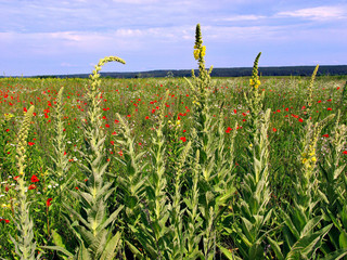 Wall Mural - Field with bright red poppies and not yet blossoming yellow mallows along the perimeter