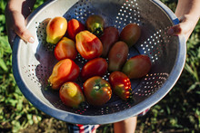 Close Up Girl Holding Tomatoes In Colander At Vegetable Garden