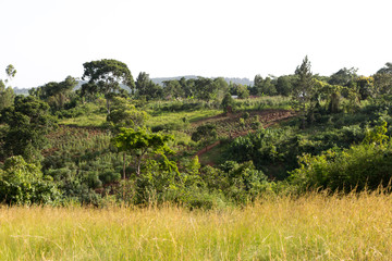 A rural landscape. Shot somewhere off Buikwe, Uganda in June 2017.