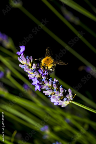 Fotomural bourdon/bourdon sur fleur de lavande