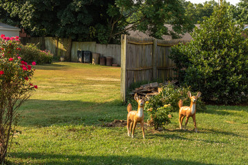 two deer looking for food 