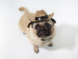 Cute pug dog wearing a cowboy hat &  sitting and looking up and on a white background