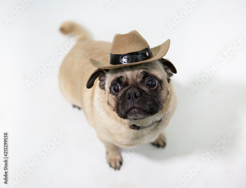 2,168 Dog Cowboy Hat Mural Dinding 