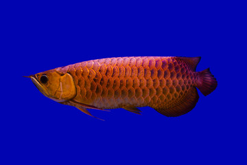 Wall Mural - Beautiful Asian red Arowana or Science name is Scleropages formosus the Asian dragon fish..