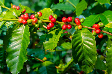 Poster - Close up fresh organic red raw and ripe coffee cherry beans on tree plantation