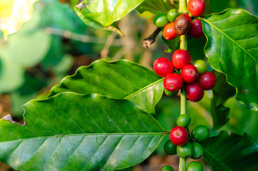 Poster - Close up fresh organic red raw and ripe coffee cherry beans on tree plantation