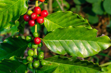 Poster - Close up fresh organic red raw and ripe coffee cherry beans on tree plantation