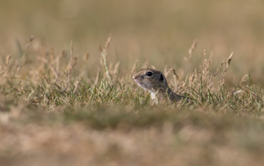 Wall Mural - Gorgeous and cute ground squirrel