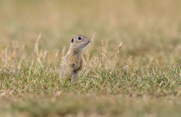 Wall Mural - Gorgeous and cute ground squirrel