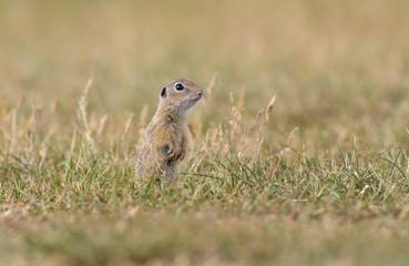 Poster - Gorgeous and cute ground squirrel