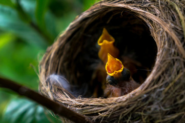 Baby Birds