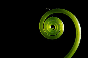 Wall Mural - young shoots stems black background / nature concept spring freshness strength health, green leaves 