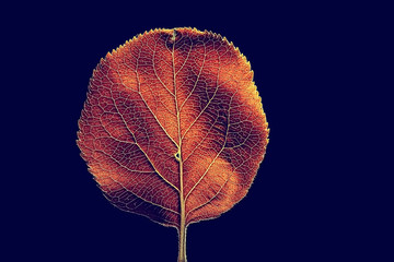 Wall Mural - autumn leaf macro / leaf texture, design beautiful nature, yellow sunny autumn background
