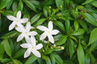 White Sampaguita Jasmine Flowers