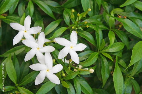 White Sampaguita Jasmine Flowers Poster Mural XXL