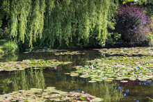 Botanical Garden Of Painter Monet In Giverny, France